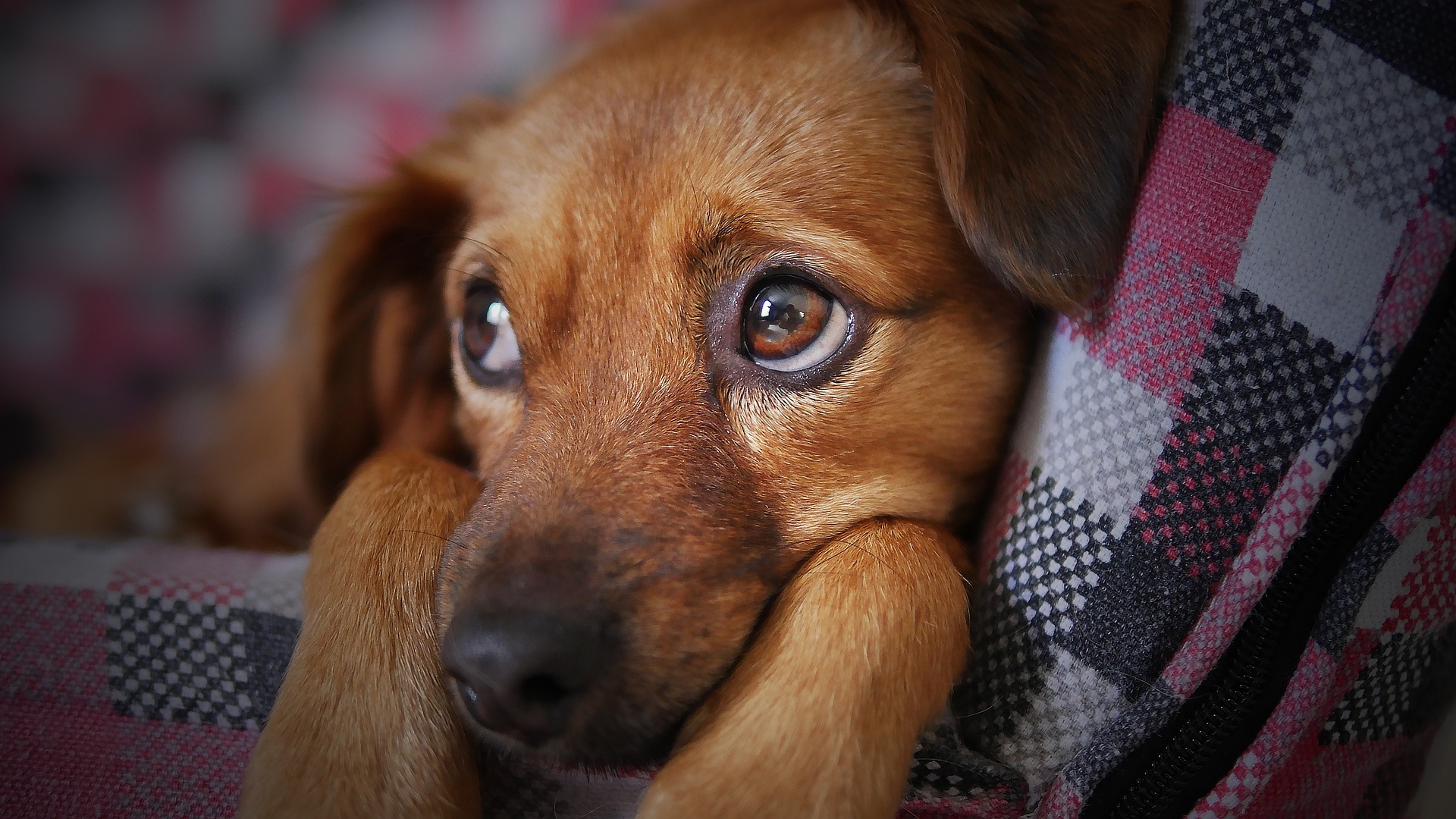 Hoe herken je kennelhoest bij jouw hond